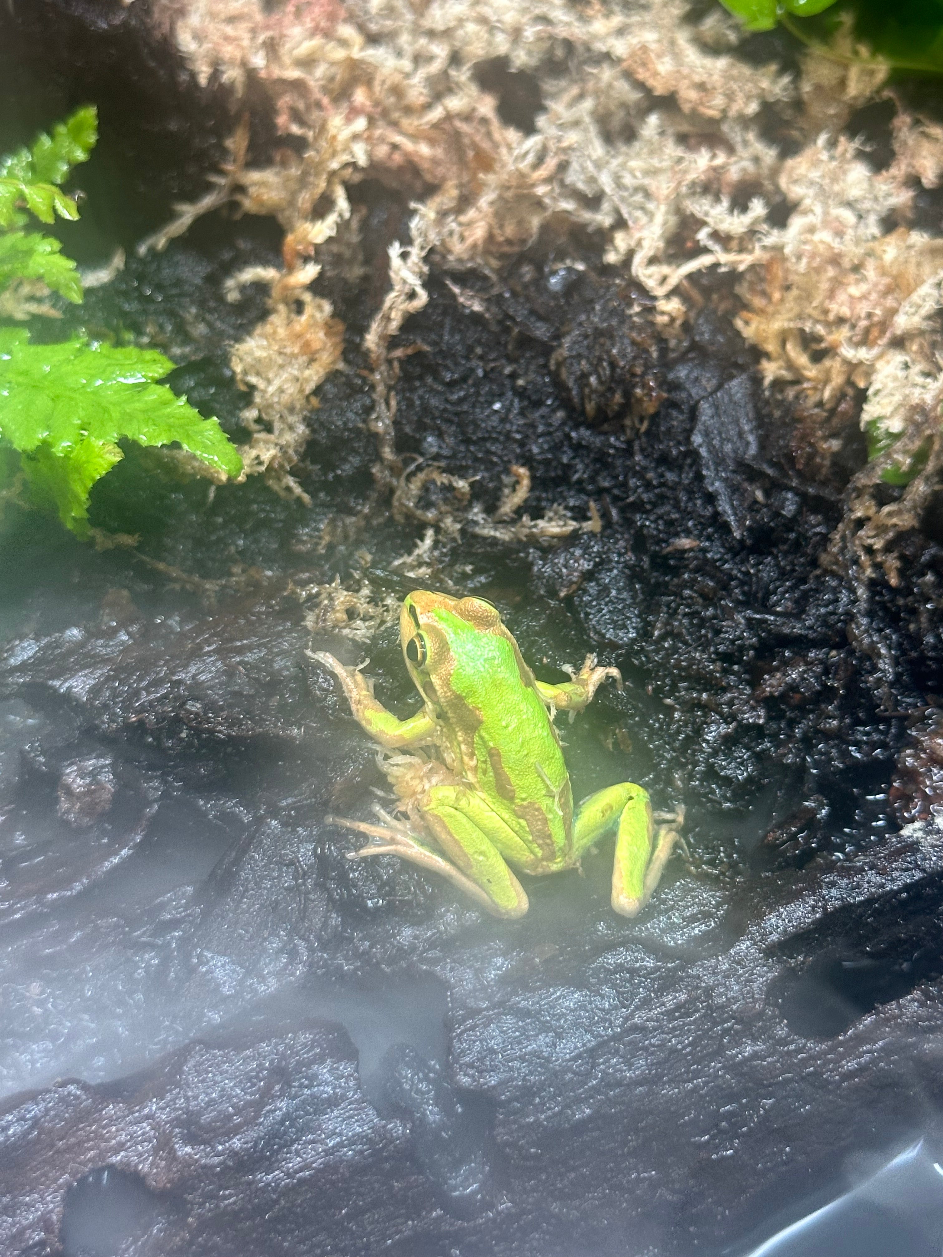 Green and Gold Bells Frog