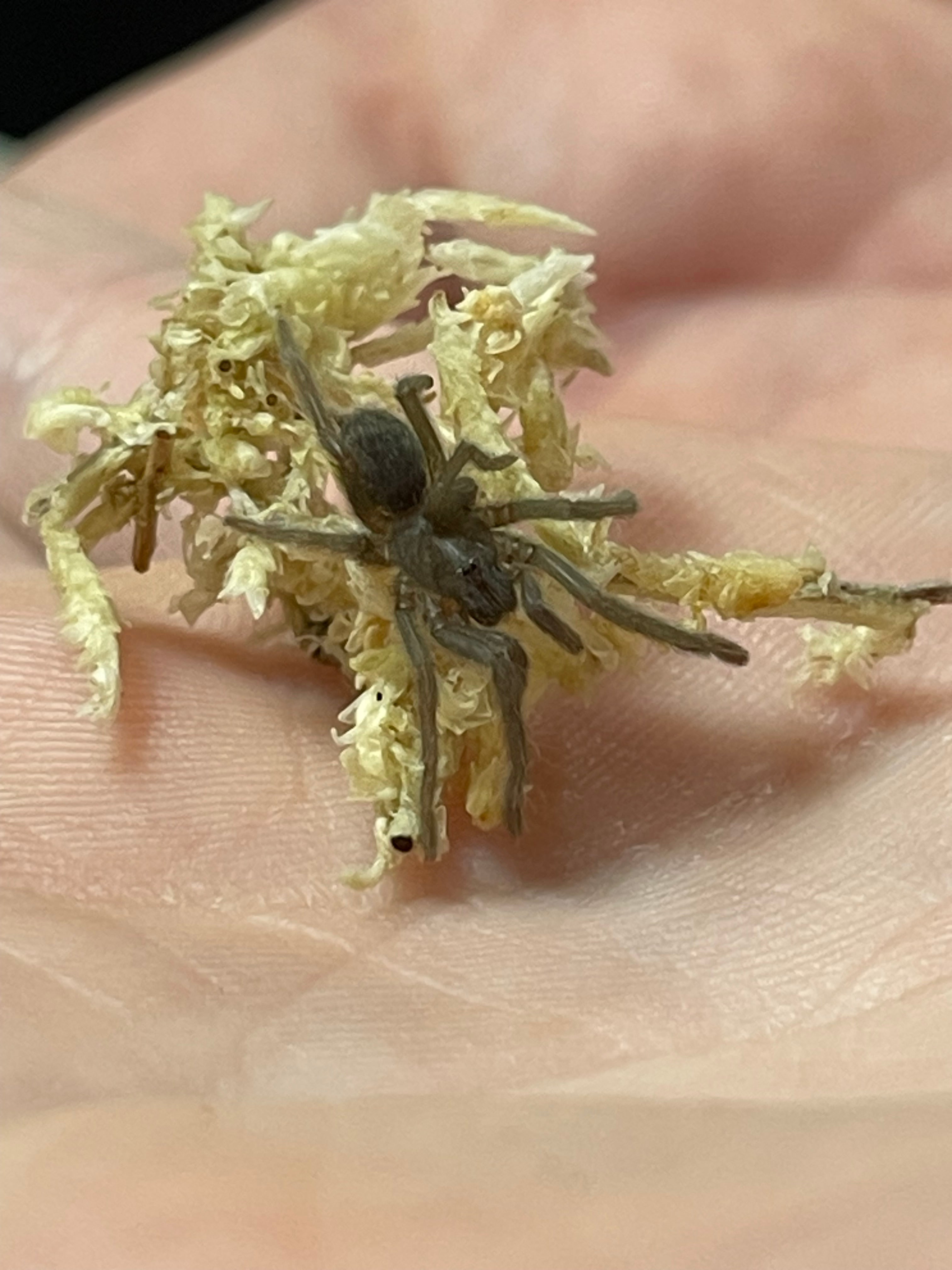 Pygmy rainforest tarantula