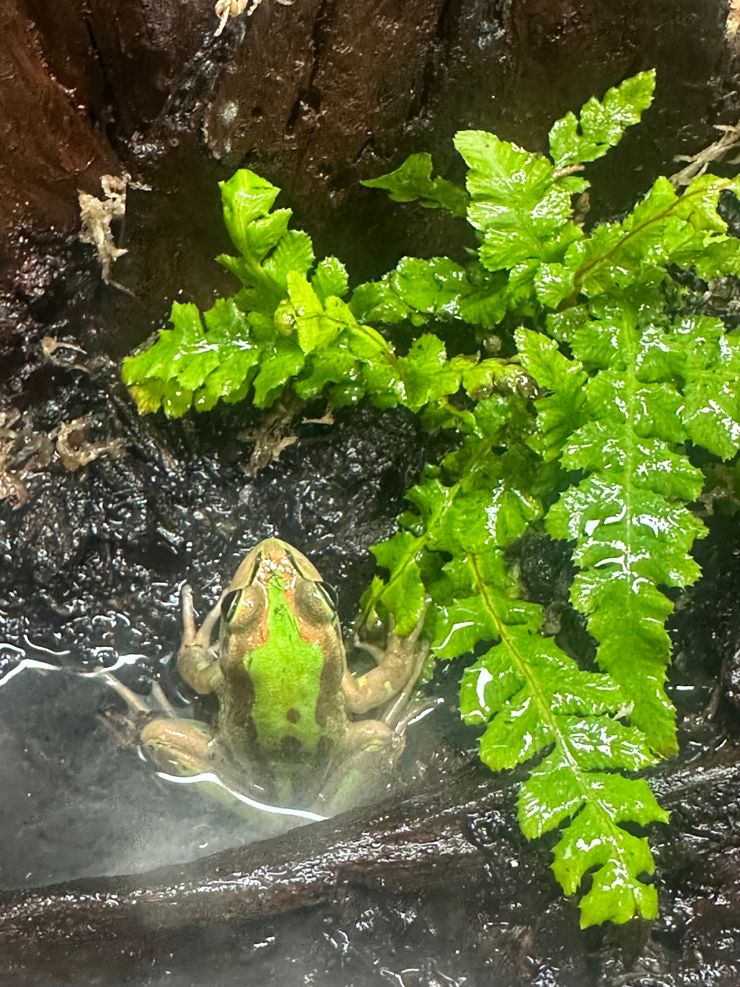 Green and Gold Bells Frog