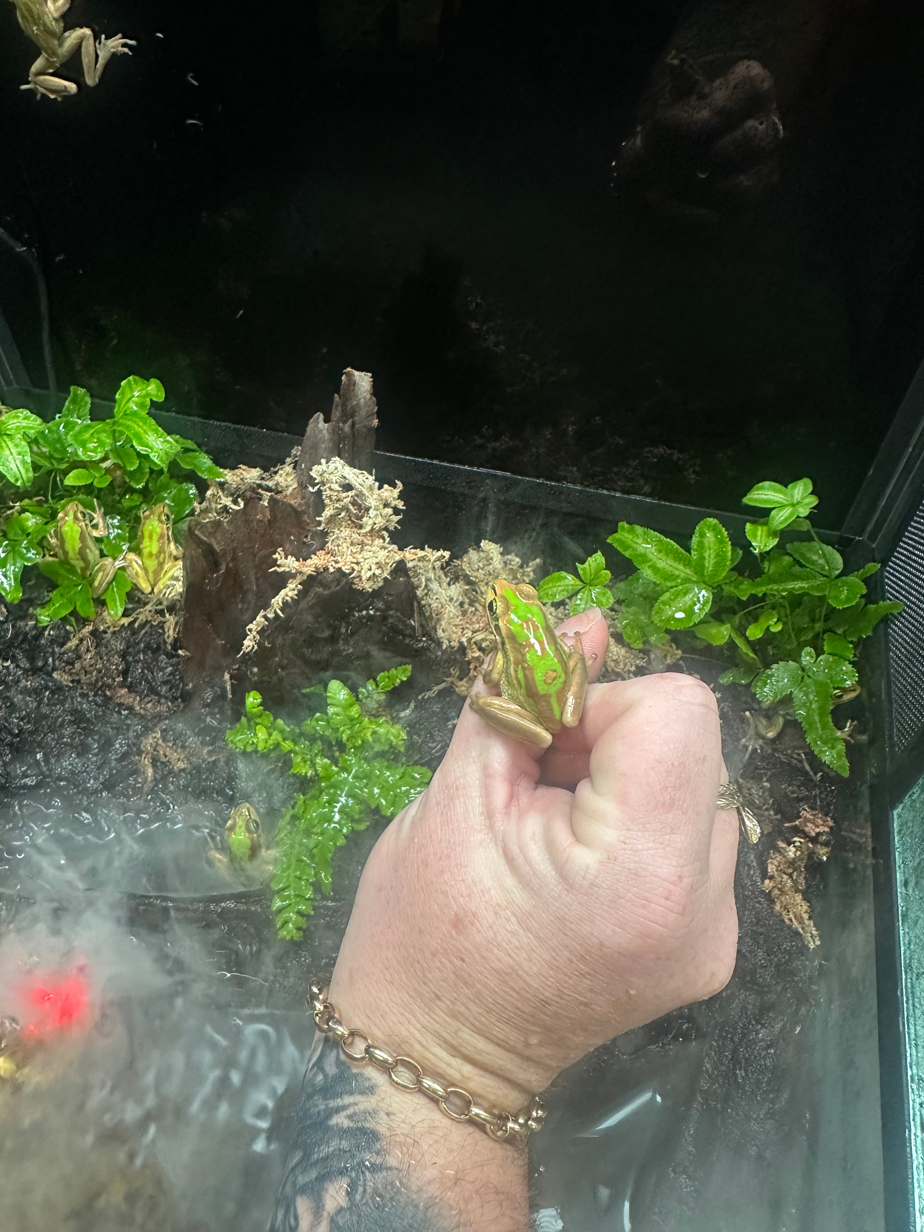 Green and Gold Bells Frog