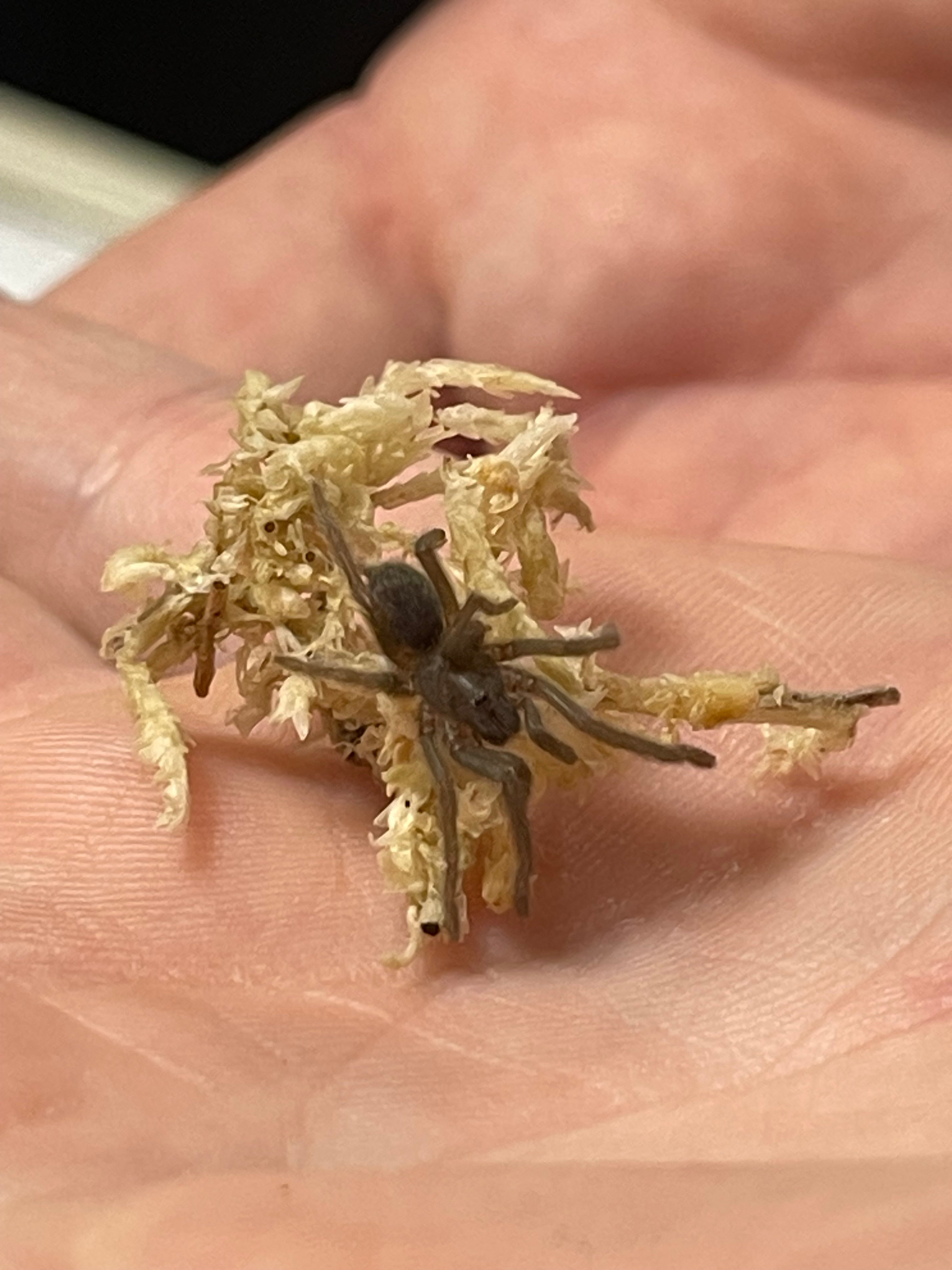Pygmy rainforest tarantula