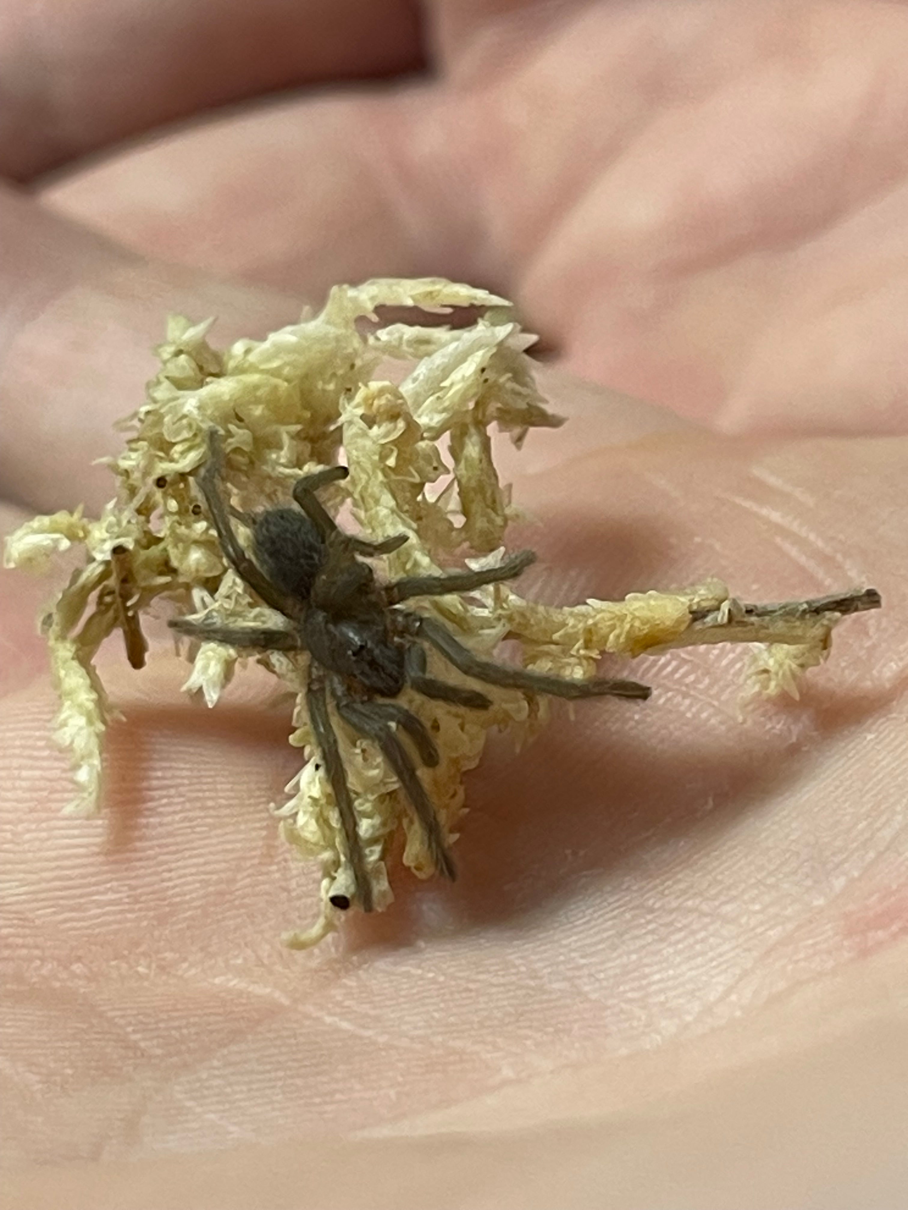 Pygmy rainforest tarantula