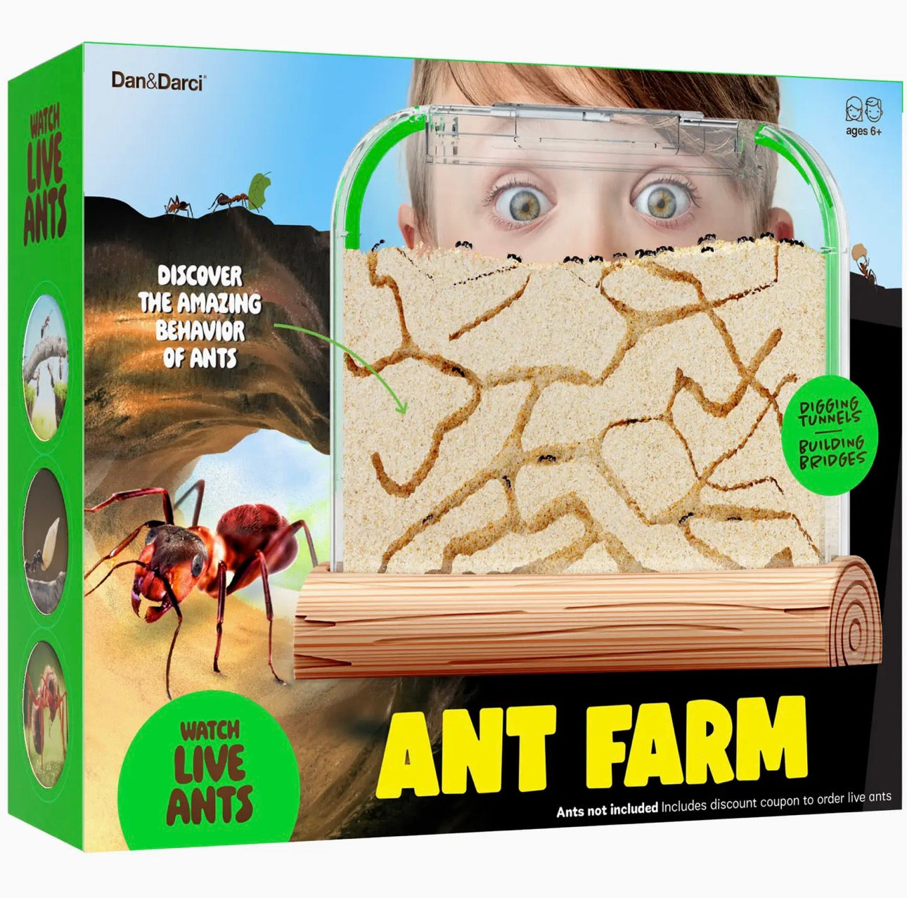 Ant Farm and Queen Ant