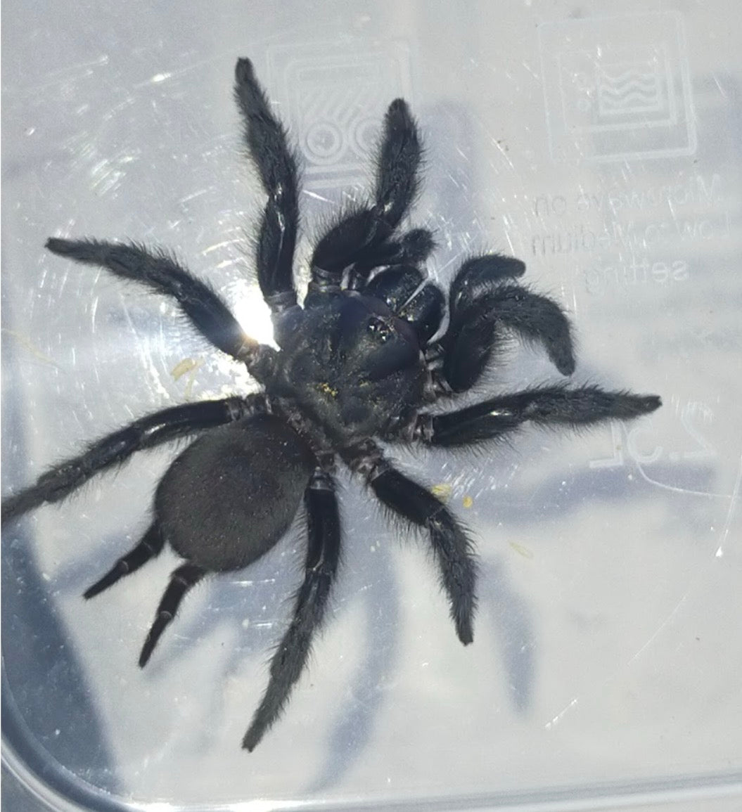 FNQ Curtain web sider