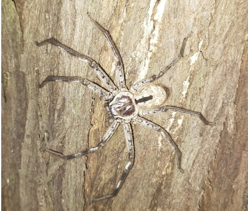 Banded Huntsma