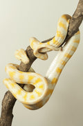 Albino Carpet Python