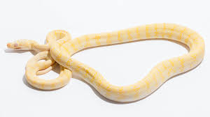 Albino Carpet Python