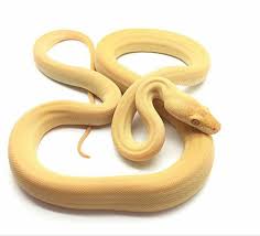 Albino Olive Python