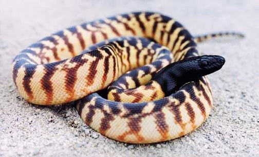 Black headed Python