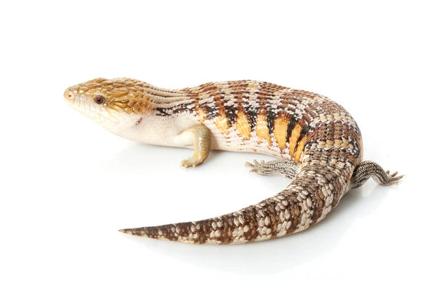 Eastern Blue Tongue Lizard