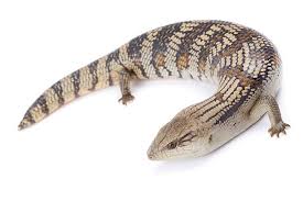 Eastern Blue Tongue Lizard