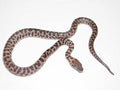 Spotted Python